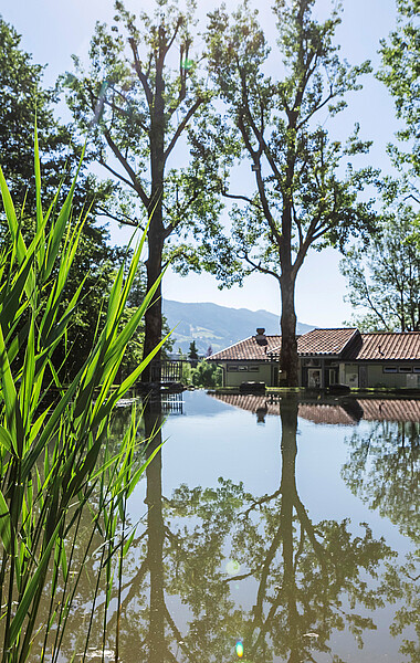 Schilf am Teich im Camp Mondseeland