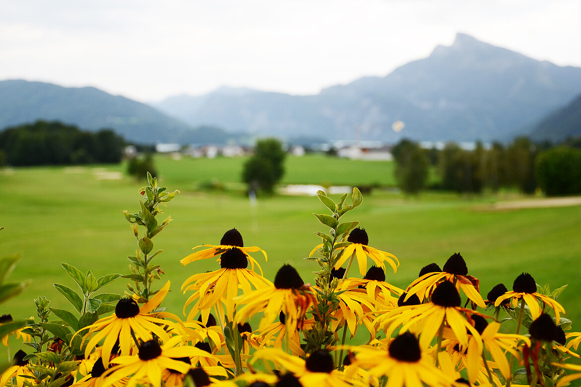 Sonnenhut Blumen im Mondseeland